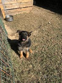 Cuccioli di Pastore Tedesco