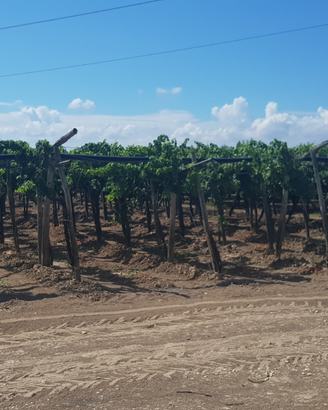 Terreno via canosa