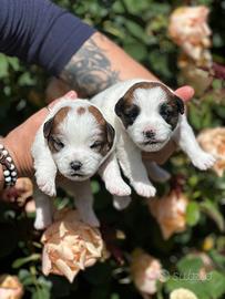 Cuccioli jack russell pelo ruvido