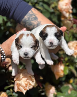 Cuccioli jack russell pelo ruvido
