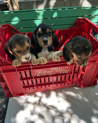 Beagle cuccioli