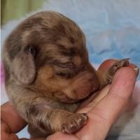 Bassotto maschietto arlecchino cioccolato