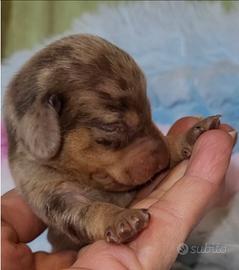 Bassotto maschietto arlecchino cioccolato