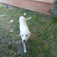 Cucciolone simil maremmano