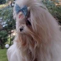 Cuccioli maschietti di razza maltese Lecce (LE)