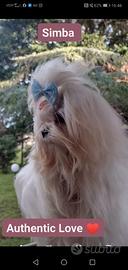 Cuccioli maschietti di razza maltese Lecce (LE)