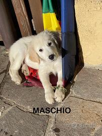 Ultimi cuccioli incrocio Labrador