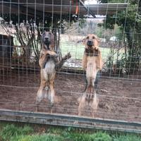 Malinois pedigree e pastore tedesco femmina