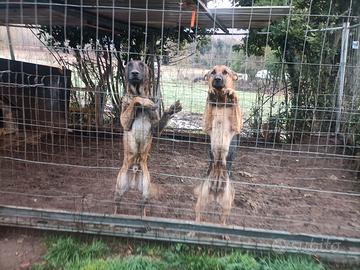 Malinois pedigree e pastore tedesco femmina