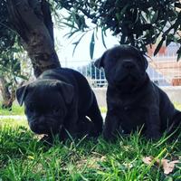 Cuccioli di staffy blu