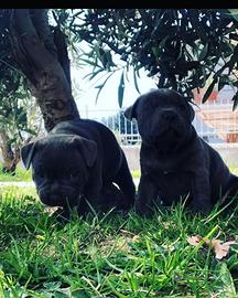 Cuccioli di staffy blu