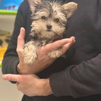 Yorkshire Terrier " mini mini Toy "