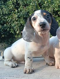 Bassotto piebald taglia piccolissima