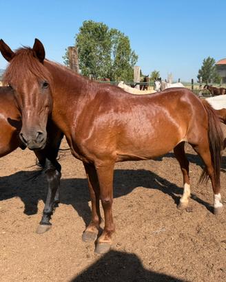 Super pony