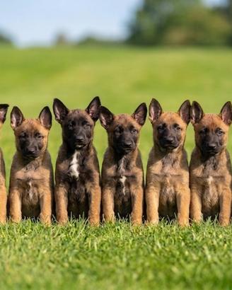 Cuccioli di Pastore Belga Malinois