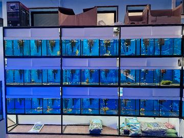 acquario batteria allevamento negozio 