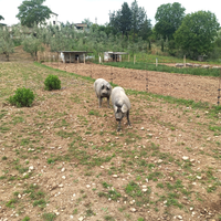 Maiali Razza Casertana