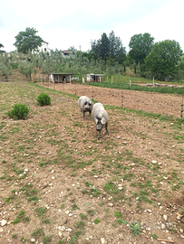 Maiali Razza Casertana