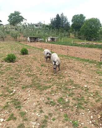 Maiali Razza Casertana