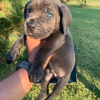 Cane corso