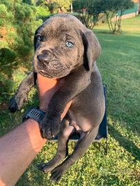 Cane corso