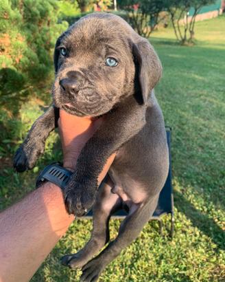 Cane corso