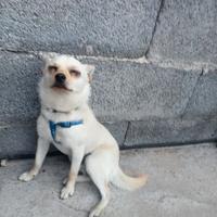 CUCCIOLO di Chihuahua MESI 7 MASCHIO