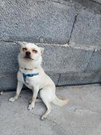 CUCCIOLO di Chihuahua MESI 7 MASCHIO