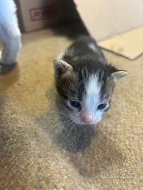 Cuccioli di Gatti Meticci