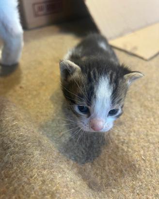 Cuccioli di Gatti Meticci