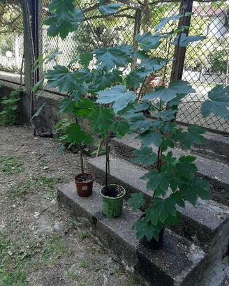 PIANTE BOSCHIVE
