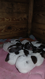 Cuccioli bracco lagotto