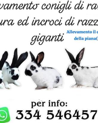 pezzati giganti 