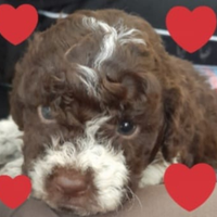 Cuccioli Lagotto romagnolo pedigree Roy Natale