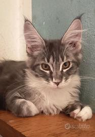 Femminuccia Maine coon
