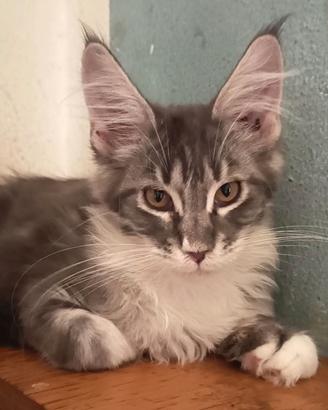 Femminuccia Maine coon