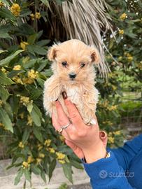 Maltipoo mini toy