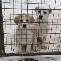 Pastore del Caucaso aborigeno