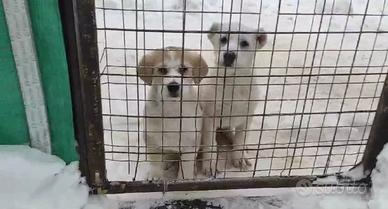 Pastore del Caucaso aborigeno