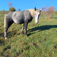 Percheron