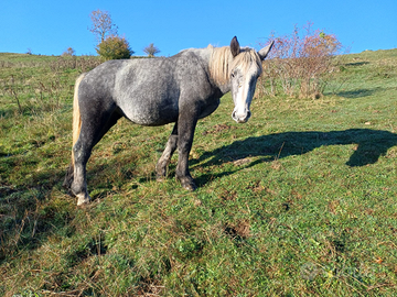Percheron