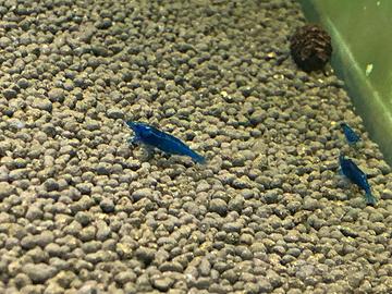 Caridine blu dream