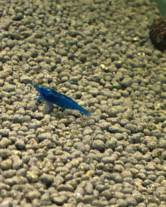 Caridine blu dream