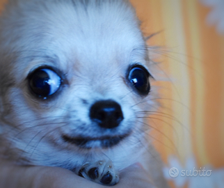 Chihuahua Pelo Corto e Pelo Lungo