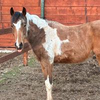 Castrone paint 22 mesi