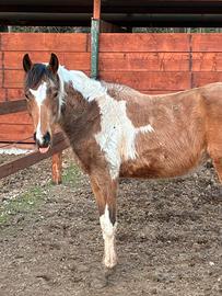 Castrone paint 22 mesi