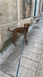 Adozione cane