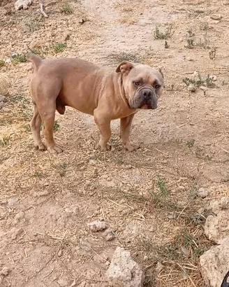 Maschio di American Bully
