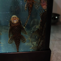 Ancistrus varie dimensioni