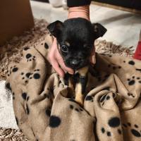 Cuccioli incrocio chihuahua e pinscher